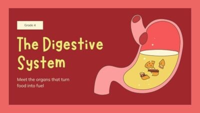 Slides Ilustrados do Sistema Digestório para o 4º Ano