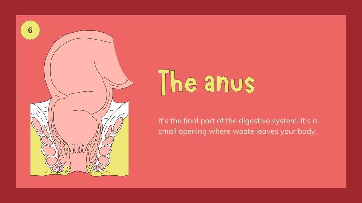 Slides Ilustrados do Sistema Digestório para o 4º Ano - deslizar 11