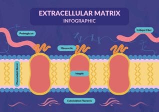 イラスト調の細胞外マトリックス・インフォグラフィック